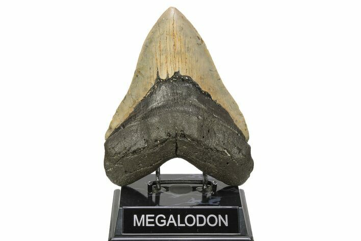 Massive, Fossil Megalodon Tooth - Serrated Blade #261027